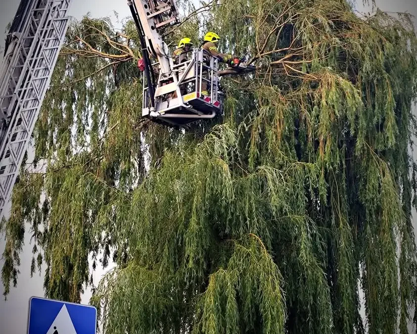Strażacy usuwali nadłamane gałęzie w Piotrkowicach