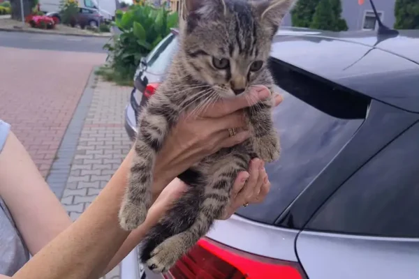 Zagubiony kot w Urzędzie Miejskim w Śmiglu – właściciel poszukiwany