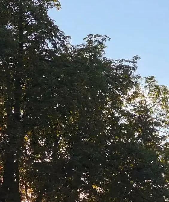 Muzyczny wieczór w parku przy Kościańskim Ośrodku Kultury: Sejsmograf i jam session