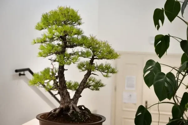 Wystawa bonsai w Centrum Kultury w Śmiglu – Marek Ratajczak opowiadał o japońskiej sztuce pielęgnacji drzew