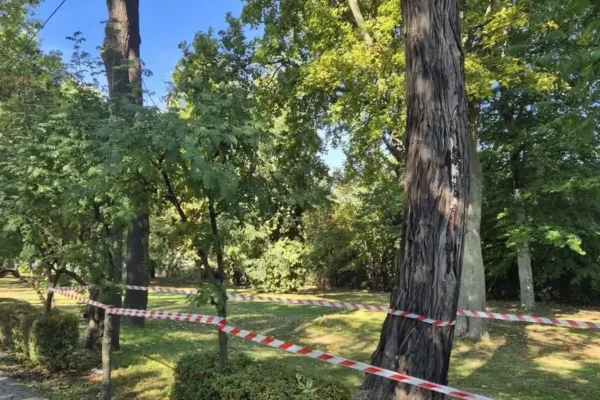 Śmigiel: Strażacy usuwali kokon szerszeni w parku przy ulicy Leszczyńskiej