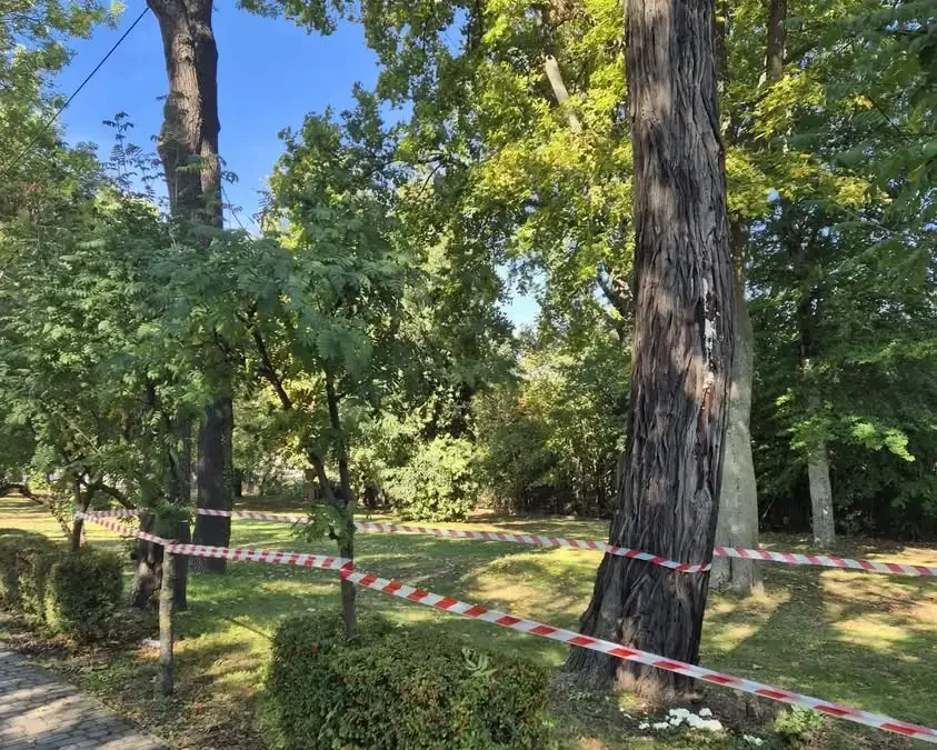 Śmigiel: Strażacy usuwali kokon szerszeni w parku przy ulicy Leszczyńskiej