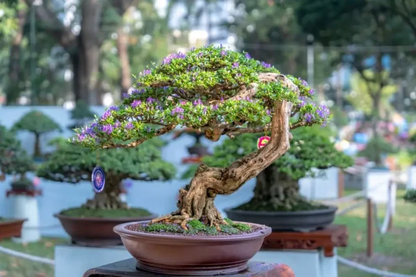 Wystawa bonsai i prelekcja w Centrum Kultury w Śmiglu już w piątek